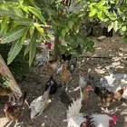 دجاج بلدي للبيع