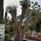 شجر زيتون معمر