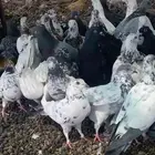 حمام