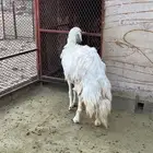 شاه حايل فل شحم