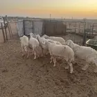 للبيع سبع حريات دفيع ومضاريع