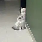 قطط للبيع