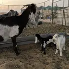 عنز والد طيبه معها تيوس2