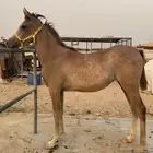 مهره شعبيه