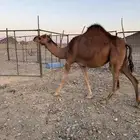 بكرة لقية حمرا دهما ملاقي