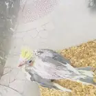 carowan chick fore sale