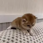 كيتن بريتش