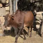 عجل حسيل. للبيع بلدي