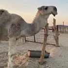 ماشاءالله تبارك الله وافلح من ذكر الله بعير منتج على كساب