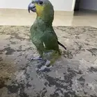 ببغاء امزوني متكلم أليف