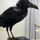 غراب الريفن النادر