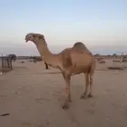 قعود