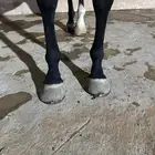 فرس شعبيه انقليزية
