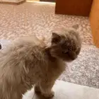 بسة انثى م تخلي عنها   او ضايعه .