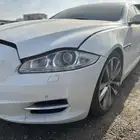 جاكوار مصدوم