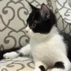 قطط للتبني