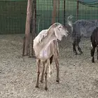 رخل