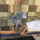 ببغاء كاسكو العمر سنة وشهرين