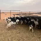 غنم
