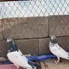 حمام باكستاني تيدي