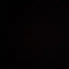 ببغاء حيوانات