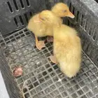 بط بكيني
