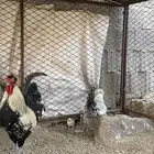 دجاج عربي ( تم البيع )