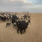 معزاء مواليد