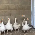 وز عربي
