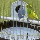 عصافير الحب