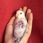 طير روز اليف هدد نشبهه مناسب للاطفال و الكبار