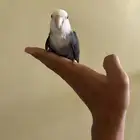 للبيع روز