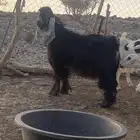تيس جذع مشروط ضراب ومالطية حار