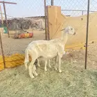 نعجه صفراء حلساء كفو مسوي