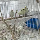 طيور بادجي وروز