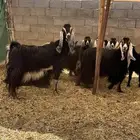 للبيع معزا مراه واحد