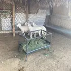 الرخال طيبه