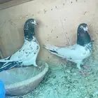 حمام بكستاني تيدي زوج