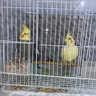 طيور على سوم في التصالحية