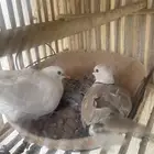 ثلاثه ازواج حمام قماري هولندي مع فروخها
