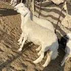 جذعات دفيع صنف الصنف