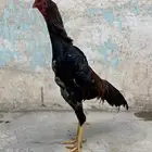 ديك ياباني شامو للبيع