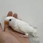 تم البيع