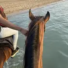 تعليم الفروسيه 13 حصه ب 800 ريال