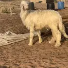 البيع فحل
