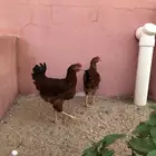 دجاج  فرنسي