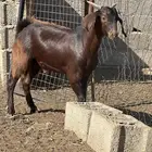 تيس