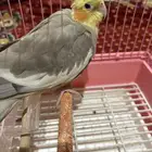 طير كروان كوكتيل