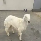 طلي كفو للبيع على السوم