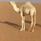 حاشي عمره 8 شهور على حليب شرط
